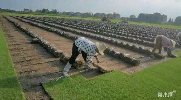 草卷状马尼拉草