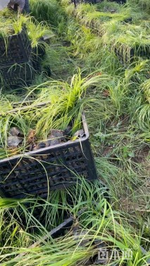 高度30厘米狼尾草