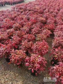 高度30厘米火焰南天竹