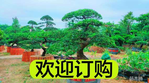 21公分罗汉松