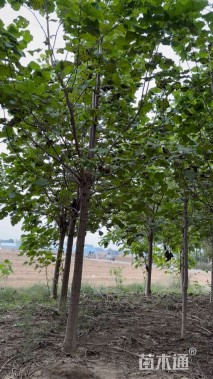 13公分楸树