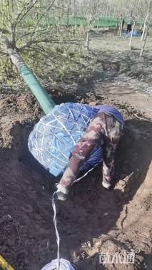 10公分金叶复叶槭