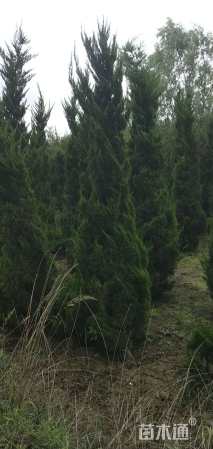 高度300厘米龙柏