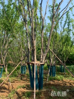 12公分(5杆)丛生榉树