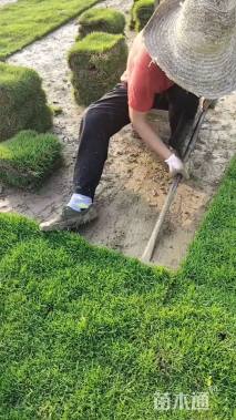 草卷状草皮