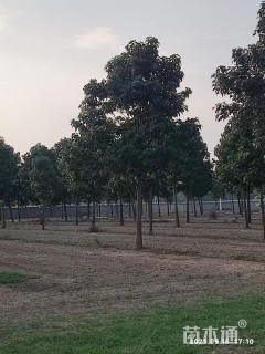 12公分楸树