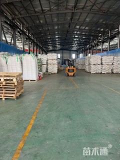 富裕明紫云英种子