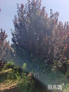 高度450厘米丛生紫叶李