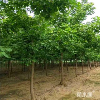 9公分绿叶复叶槭