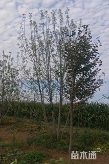 高度600厘米丛生金叶白蜡