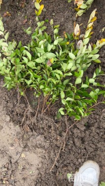 高度30厘米金森女贞