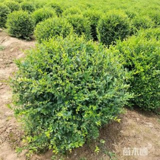 冠幅150厘米水蜡球