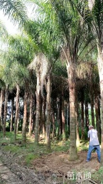 裸干高300厘米皇后葵