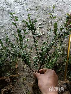 高度35厘米龟甲冬青