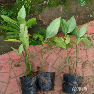 高度20厘米洒金珊瑚小苗