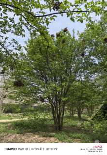 高度600厘米丛生暴马丁香