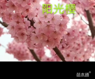 高度400厘米阳光樱