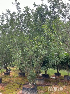 高度300厘米李子树