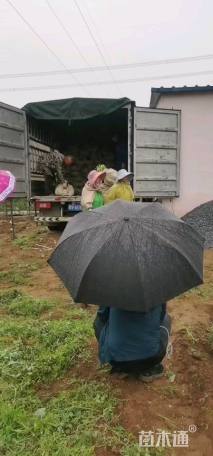 高度50厘米月季