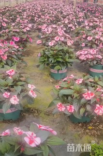 高度20厘米凤仙花