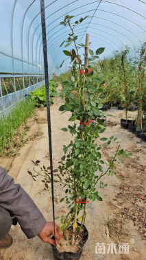 高度80厘米蔷薇