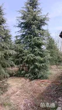 高度800厘米雪松