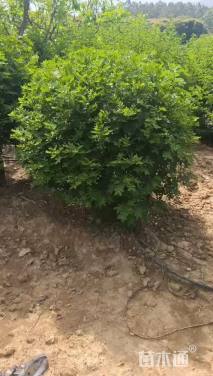 高度100厘米双荚槐