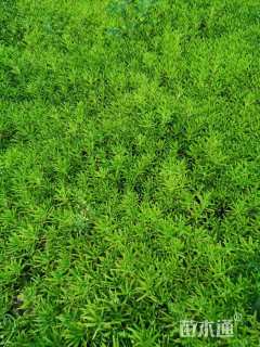 高度10厘米佛甲草