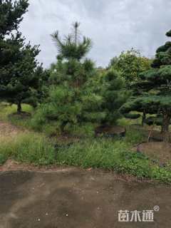 15公分罗汉松