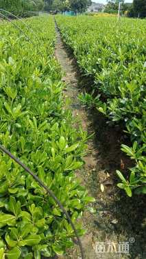 高度25厘米海桐小苗