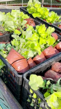 高度25厘米矾根