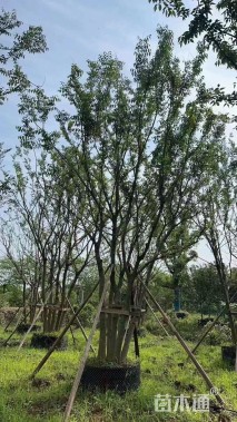 50公分(5杆)丛生朴树