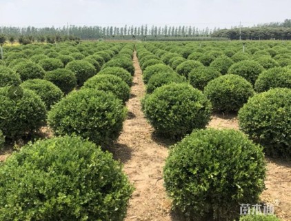 冠幅100厘米大叶黄杨球