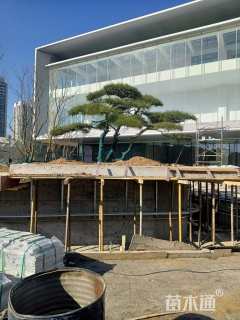 5公分造型油松