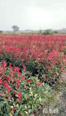 1.35公分红叶石楠