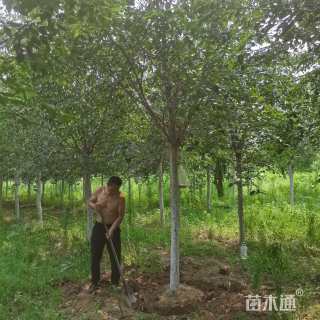 12公分樱花