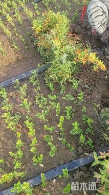 高度45厘米绣线菊