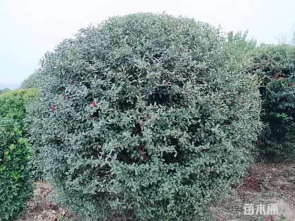 高度200厘米火棘