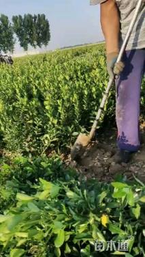 高度60厘米大叶黄杨