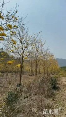 高度100厘米多花红千层