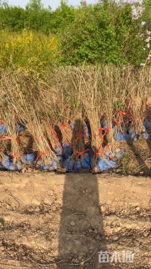 高度100厘米小叶丁香