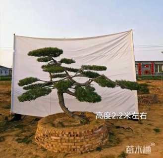 18公分造型黑松
