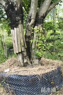 52公分朴树