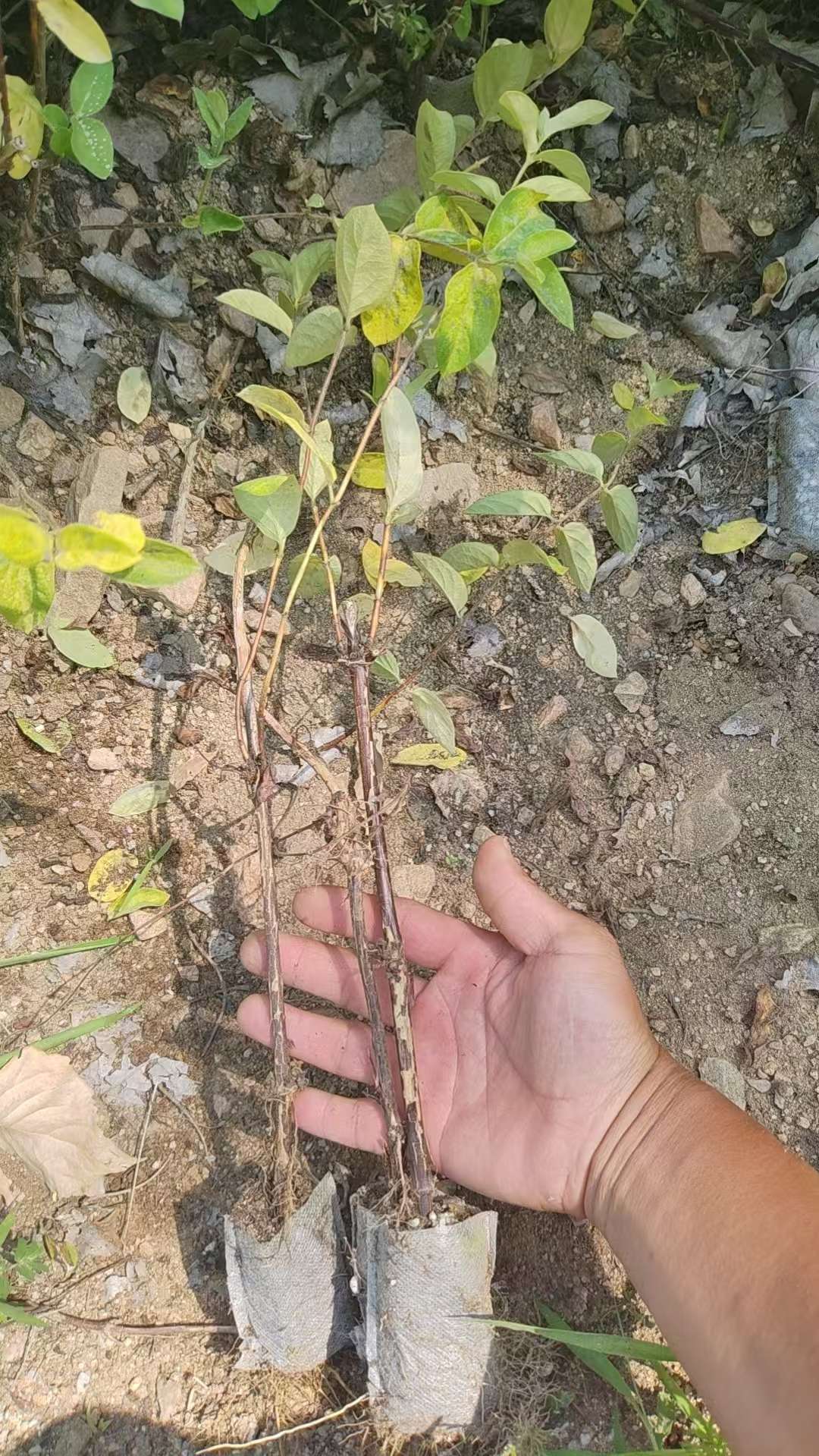 高度30厘米四季金银花