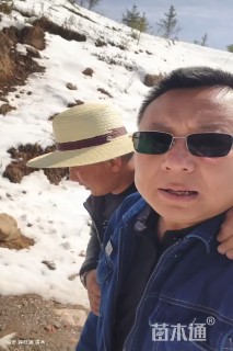 高度420厘米油松