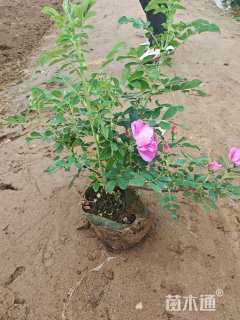 高度30厘米四季玫瑰