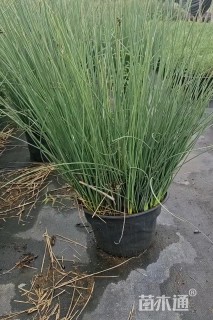 高度25厘米灯心草