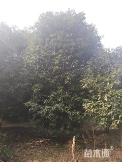 14公分桂花