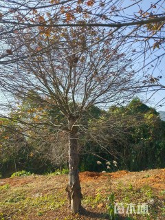 15公分日本红枫