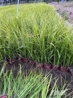 高度25厘米金叶石菖蒲